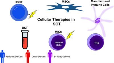 Cellular Therapies in Solid Organ Allotransplantation: Promise and Pitfalls